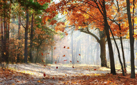 Bild für Kategorie Autumn Collections (herfst)